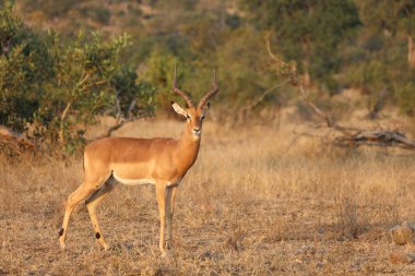 Schwarzfersenantilope / Impala / Aepyceros melampus