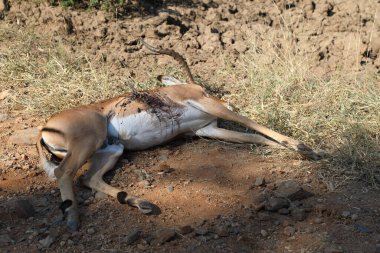 Schwarzfersenantilope / Impala / Aepyceros melampus