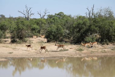 Schwarzfersenantilope / Impala / Aepyceros melampus