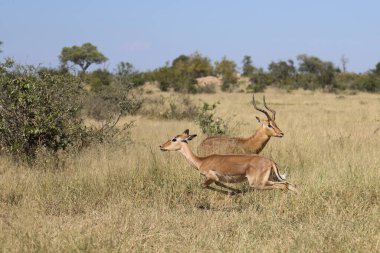 Schwarzfersenantilope / Impala / Aepyceros melampus