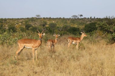 Schwarzfersenantilope / Impala / Aepyceros melampus