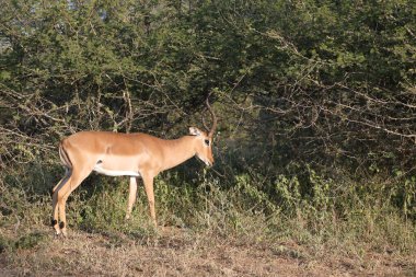 Schwarzfersenantilope / Impala / Aepyceros melampus