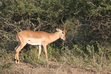 Schwarzfersenantilope / Impala / Aepyceros melampus