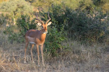 Schwarzfersenantilope / Impala / Aepyceros melampus