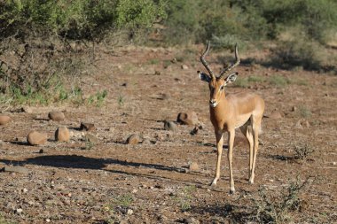 Schwarzfersenantilope / Impala / Aepyceros melampus