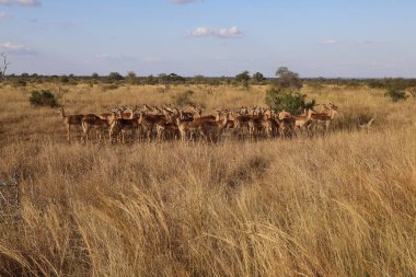 Schwarzfersenantilope / Impala / Aepyceros melampus