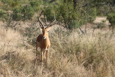 Schwarzfersenantilope / Impala / Aepyceros melampus