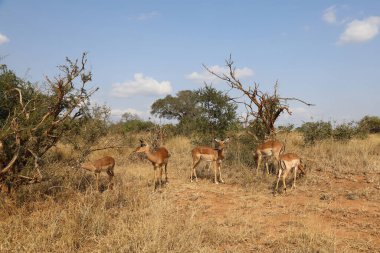 Schwarzfersenantilope / Impala / Aepyceros melampus