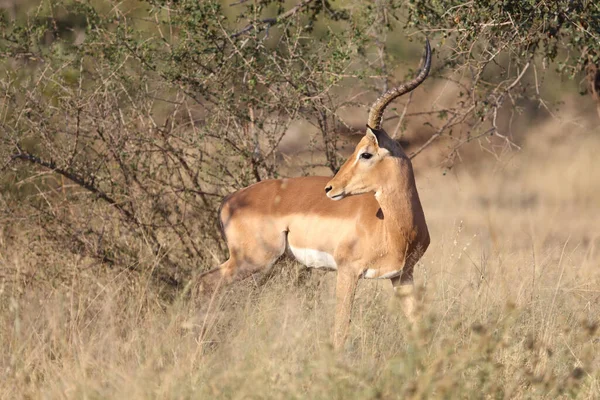 Schwarzfersenantilope Impala Aepyceros Melampus — Fotografia de Stock