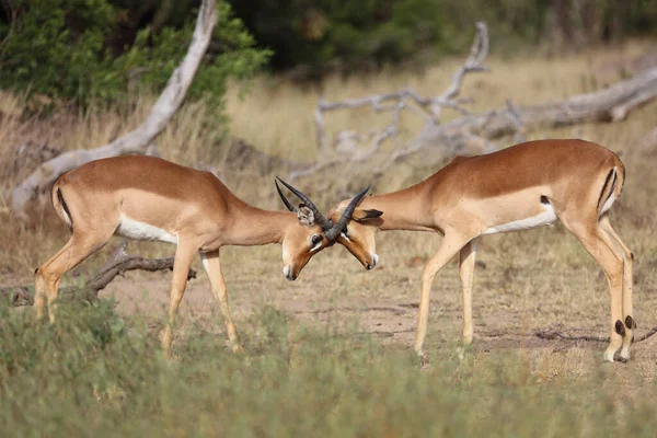 Schwarzfersenantilope Impala Aepyceros Melampus — 스톡 사진