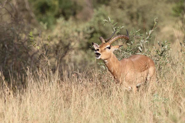 Schwarzfersenantilope Impala Aepyceros Melampus — Fotografia de Stock