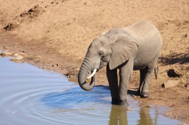 Afrikanischer Elefant am Mavatsani Wasserloch / African elephant at Mavatsani Waterhole / Loxodonta africana