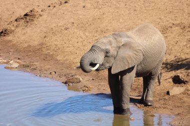 Afrikanischer Elefant am Mavatsani Wasserloch / African elephant at Mavatsani Waterhole / Loxodonta africana