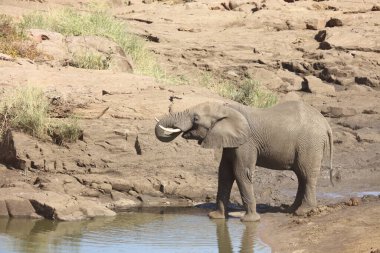 Afrikanischer Elefant am Mavatsani Wasserloch / African elephant at Mavatsani Waterhole / Loxodonta africana