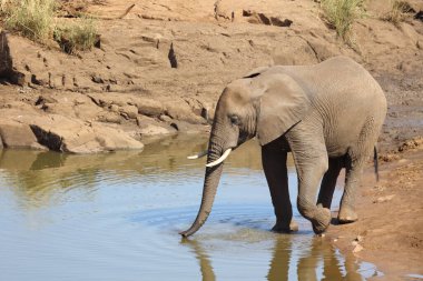 Afrikanischer Elefant am Mavatsani Wasserloch / African elephant at Mavatsani Waterhole / Loxodonta africana