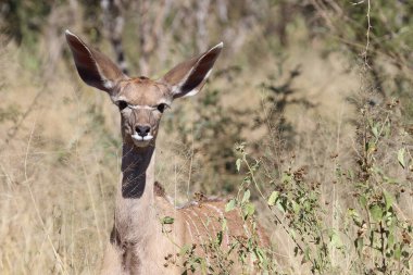 Greater Kudu / Tragelaphus strepsiceros