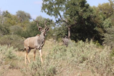 Groer Kudu / Greater Kudu / Tragelaphus strepsiceros