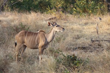 Greater Kudu / Tragelaphus strepsiceros