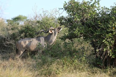 Greater Kudu / Tragelaphus strepsiceros