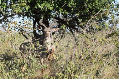 Greater Kudu / Tragelaphus strepsiceros