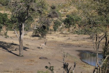Greater Kudu / Tragelaphus strepsiceros