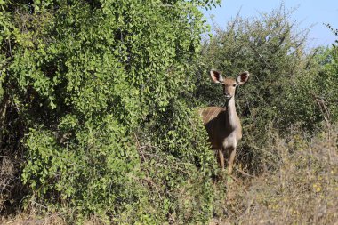 Greater Kudu / Tragelaphus strepsiceros