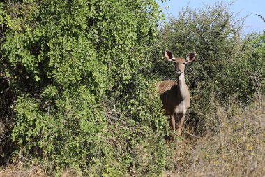 Greater Kudu / Tragelaphus strepsiceros