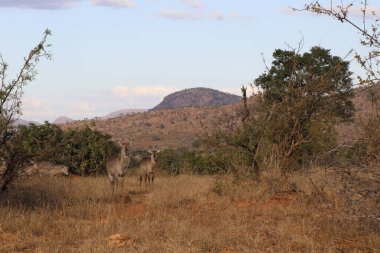 Greater Kudu / Tragelaphus strepsiceros