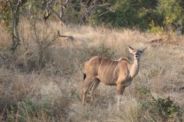 Greater Kudu / Tragelaphus strepsiceros