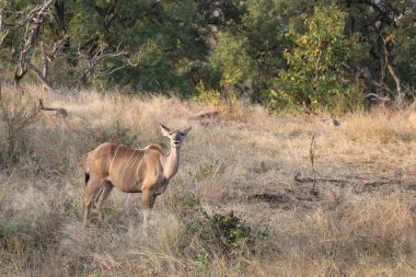 Greater Kudu / Tragelaphus strepsiceros