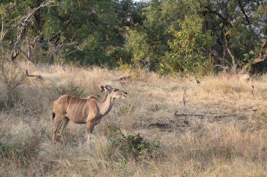 Greater Kudu / Tragelaphus strepsiceros