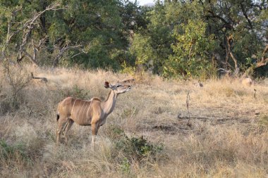 Greater Kudu / Tragelaphus strepsiceros