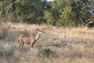 Greater Kudu / Tragelaphus strepsiceros