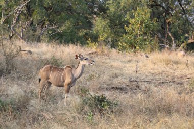 Greater Kudu / Tragelaphus strepsiceros
