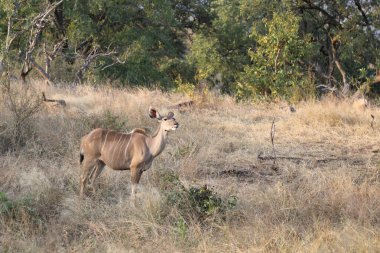 Greater Kudu / Tragelaphus strepsiceros