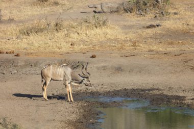 Greater Kudu and Red-billed oxpecker / Tragelaphus strepsiceros et Buphagus erythrorhynchus