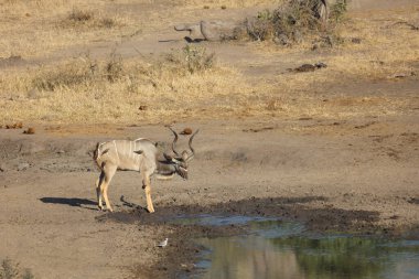 Greater Kudu and Red-billed oxpecker / Tragelaphus strepsiceros et Buphagus erythrorhynchus
