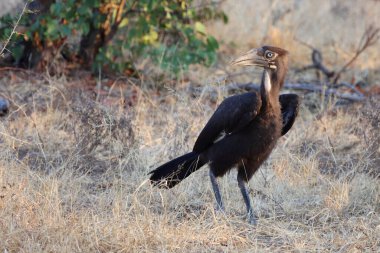 Kaffernhornrabe / Southern Ground Hornbill / Bucorvus leadbeateri