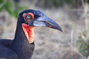 Kaffernhornrabe / Southern Ground Hornbill / Bucorvus leadbeateri