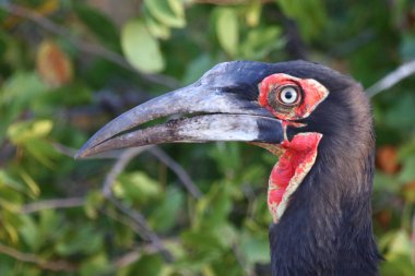 Kaffernhornrabe / Southern Ground Hornbill / Bucorvus leadbeateri