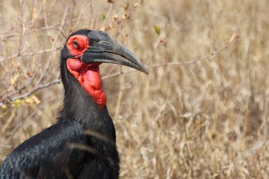 Kaffernhornrabe / Southern Ground Hornbill / Bucorvus leadbeateri