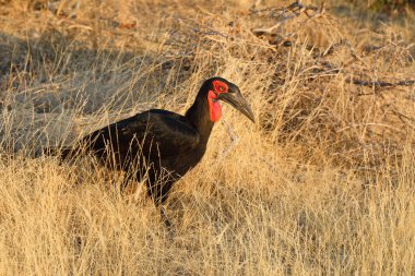 Kaffernhornrabe / Southern Ground Hornbill / Bucorvus leadbeateri