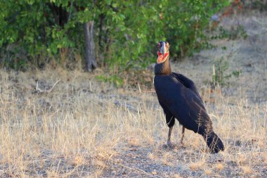 Kaffernhornrabe / Southern Ground Hornbill / Bucorvus leadbeateri