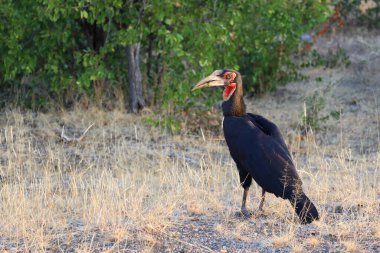 Kaffernhornrabe / Southern Ground Hornbill / Bucorvus leadbeateri