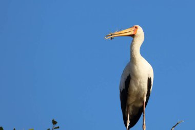 Nimmersatt / Yellow-billed stork / Mycteria ibis
