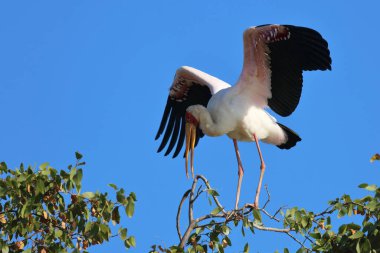 Nimmersatt / Yellow-billed stork / Mycteria ibis