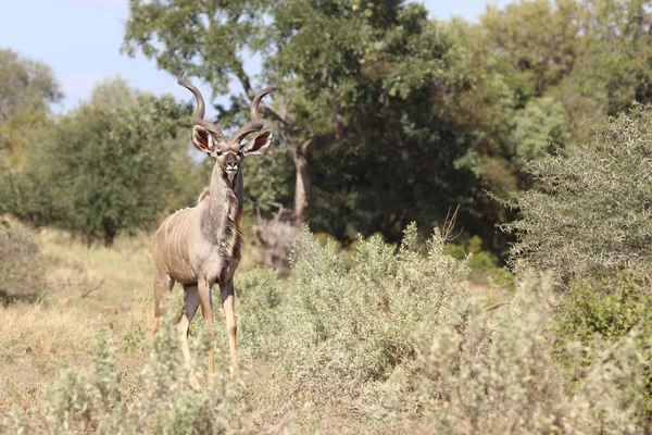 Groer Kudu Greater Kudu Tragelaphus Strepsiceros — 스톡 사진