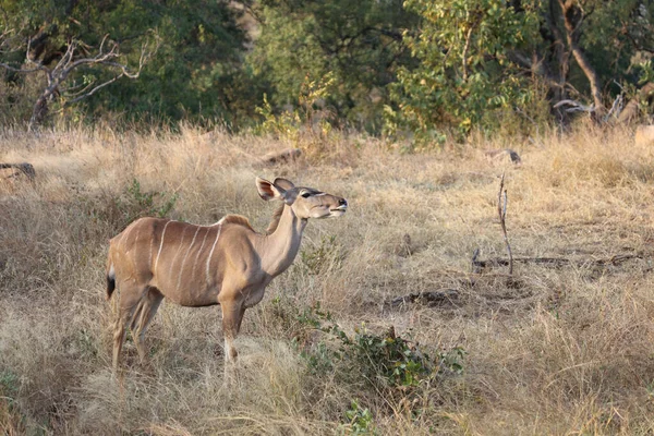 Greater Kudu Tragelaphus Strepsiceros — Stockfoto