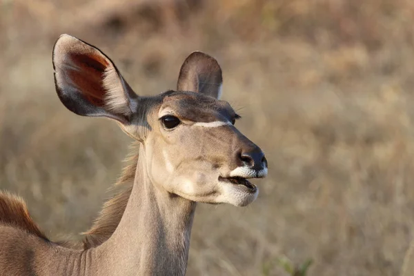 Greater Kudu Tragelaphus Strepsiceros — Stockfoto