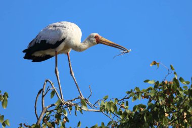 Nimmersatt / Yellow-billed stork / Mycteria ibis